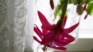 christmas-cactus-2707087_640