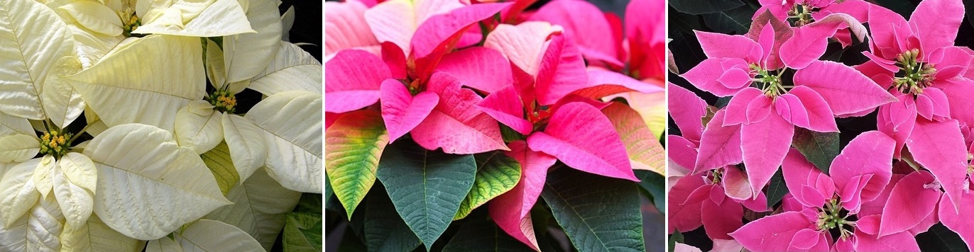 poinsettia-458181_640.jpg