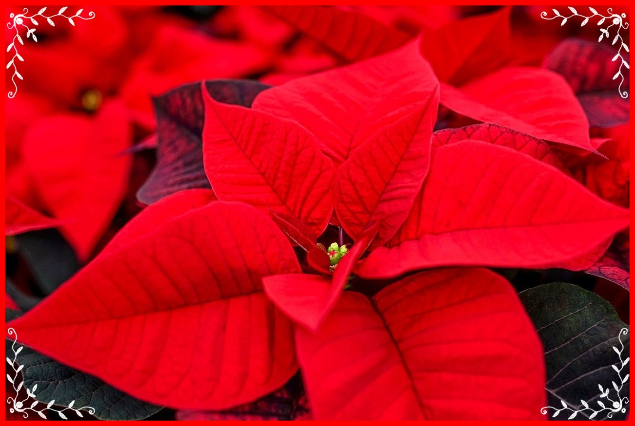poinsettia-4647951_1280