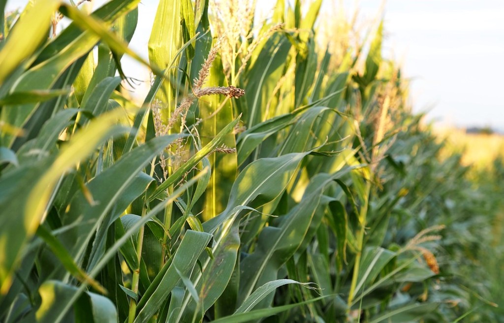 275,4 milioane euro, solicitați la APIA, ca sprijin de urgență pentru sectorul cerealelor și cel al semințelor&nbsp;oleaginoase