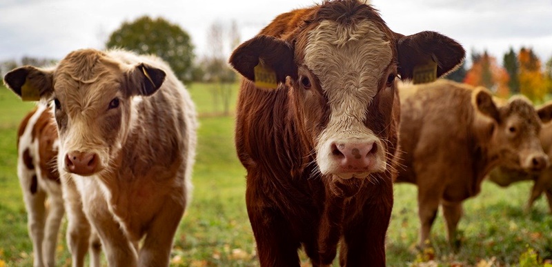 APIA reamintește că se depun cereri pentru susținerea activității crescătorilor din sectorul bovinelor de carne și al&nbsp;bubalinelor