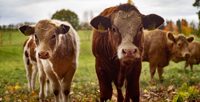 APIA a efectuat plăți de peste 109,9 milioane lei pentru intervenții aferente sectoarelor vegetal și zootehnic în Campania&nbsp;2023