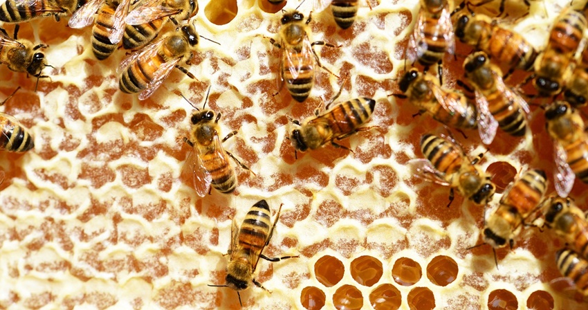 Apicultorii sunt așteptați la APIA să depună Cereri de plată pentru intervenţiile aferente sectorului apicol&nbsp;2025
