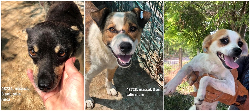 S.U.P.A.G.L. Brăila organizează  “Ziua Porților Deschise” la adăpostul pentru câinii fără stăpân, din localitatea&nbsp;Unirea