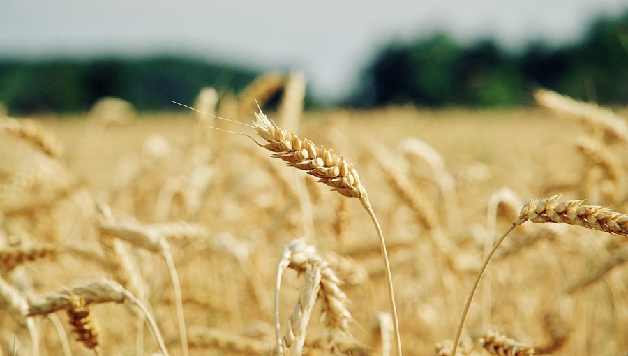 APIA vizează carnetele de rentă viageră agricolă pentru obţinerea sumei de bani aferentă anului 2023, în perioada 01.03 –&nbsp;31.08.2024