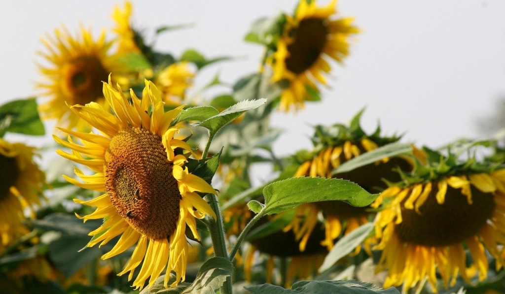 Dezbatere publică a proiectului ce vizează instituirea unei scheme de ajutor de stat pentru sprijinirea operatorilor din industria de procesare a cerealelor și fabricarea&nbsp;uleiurilor