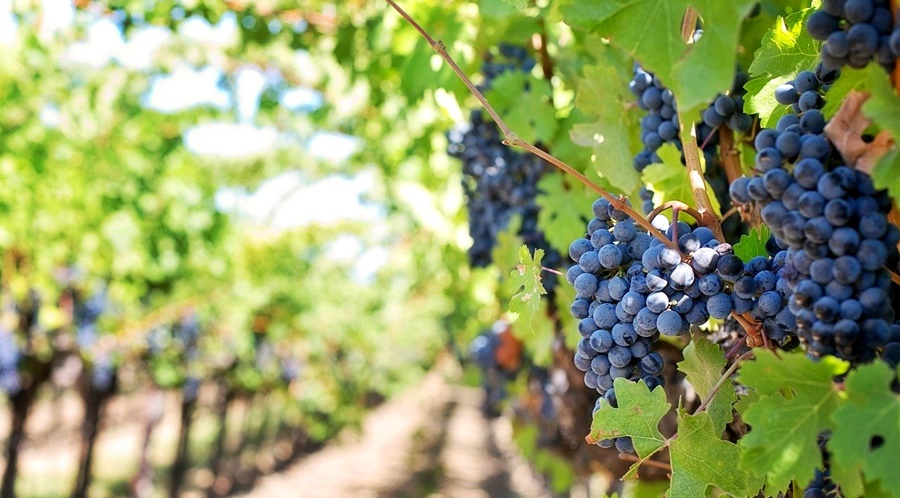 Modificări în legislația aferentă sectorului vitivinicol Intervenția IS-V-01 – Restructurarea și reconversia plantațiilor&nbsp;viticole