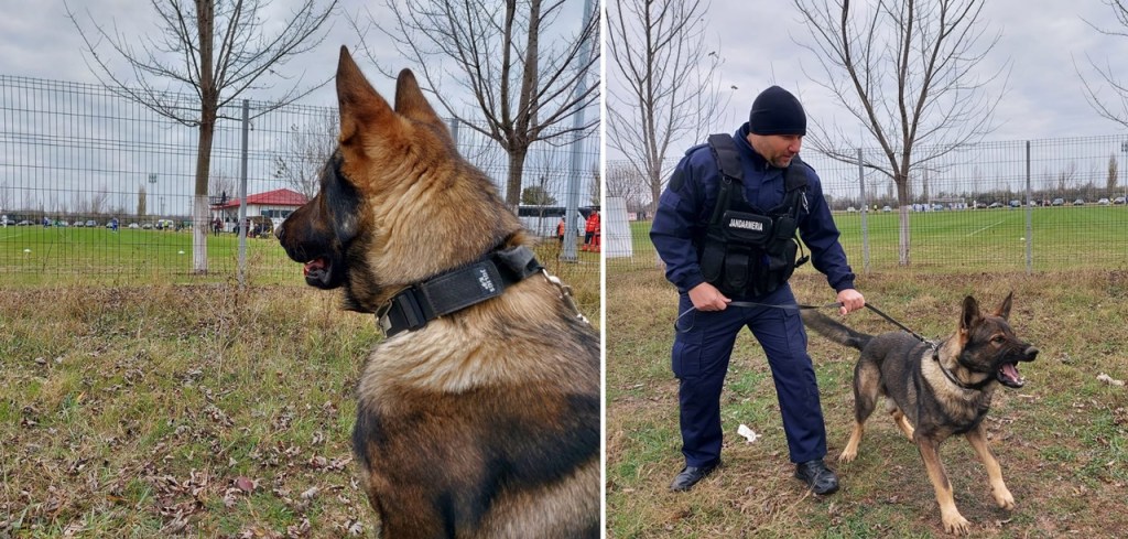 Fedor, câinele de nota 10 al Jandarmeriei Brăila | Prima sa misiune, meci de fotbal din cadrul Ligii a&nbsp;III-a