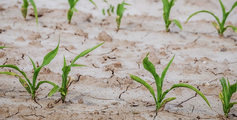 Rezerva de umiditate în sol, la nivel de regiuni, în data de 18 noiembrie | În Dobrogea, secetă pedologică&nbsp;moderată