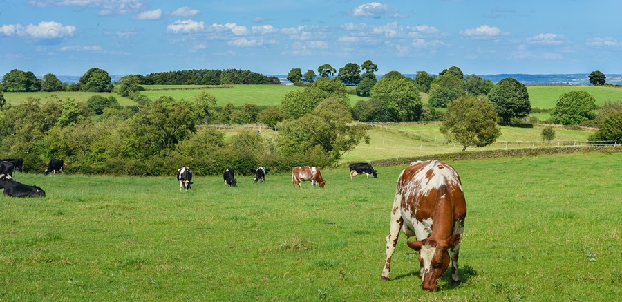 Peste 804,4 milioane lei ajung în conturile beneficiarilor de Ajutoare Naționale Tranzitorii – Campania&nbsp;2024