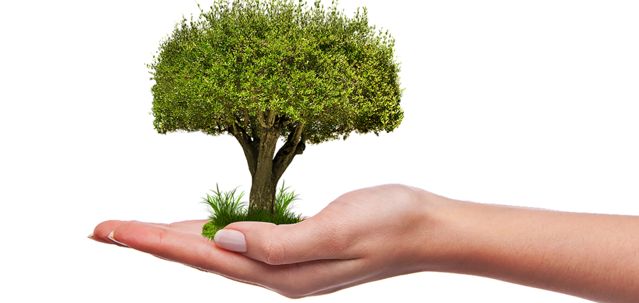 Două hectare noi de pădure la Romanu, sub patronajul Principelui Nicolae al României cu sprijinul Primăriei Romanu și Est Motors Trade – Dealerul Ford&nbsp;Brăila