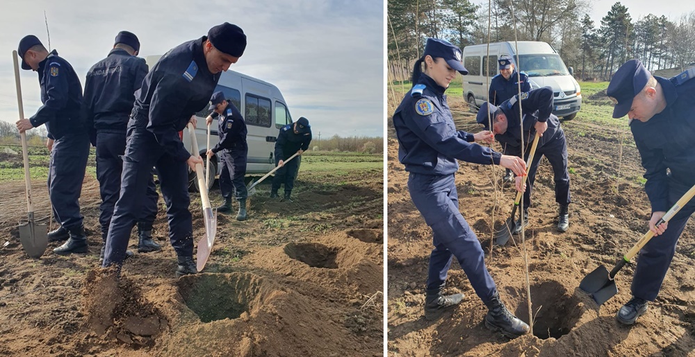 173 de pomi plantați de jandarmii brăileni, simbol al împlinirii a 173 de ani de la înființarea&nbsp;Jandarmeriei
