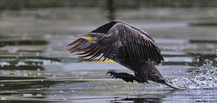 Cormoranii revin în atenție! | A fost votată în CD legea care va permite vânarea cormoranului mare în România pe tot parcursul&nbsp;anului