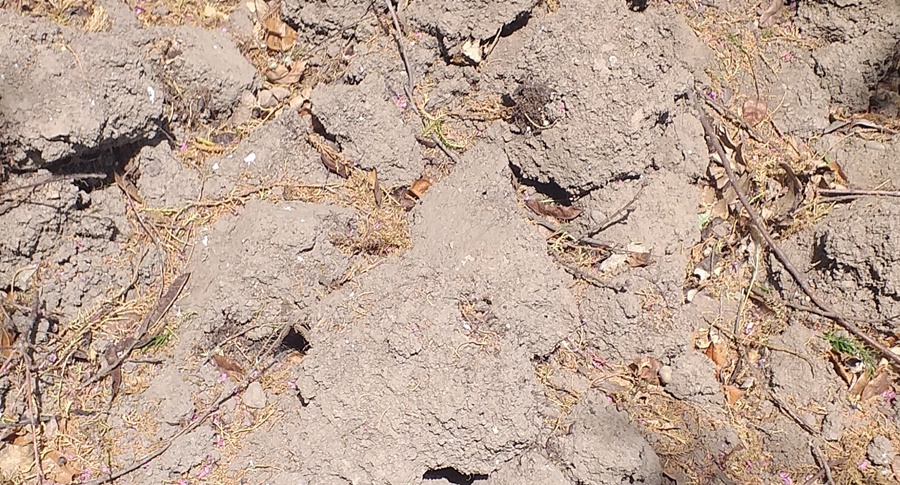 În Dobrogea, Moldova și Muntenia deficite de apă în sol | Averse și descărcări electrice în sud-estul&nbsp;țării