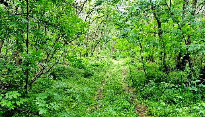 20 de milioane de puieți forestieri au fost plantați de Romsilva în campania de împăduriri de&nbsp;primăvară