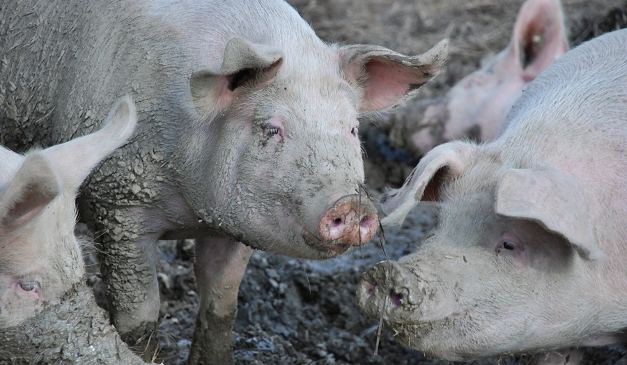 APIA primește cereri de solicitare aferente schemei de ajutor de stat pentru susținerea activității crescătorilor din sectorul suin și&nbsp;avicol