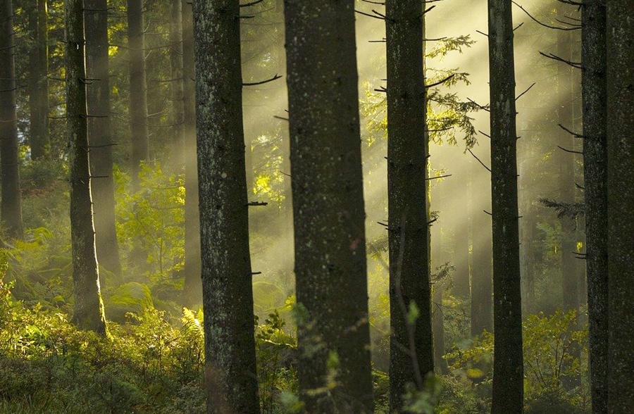 APIA a dat startul la depunerea cererilor de plată pentru serviciile de silvomediu, aferente anului&nbsp;2024