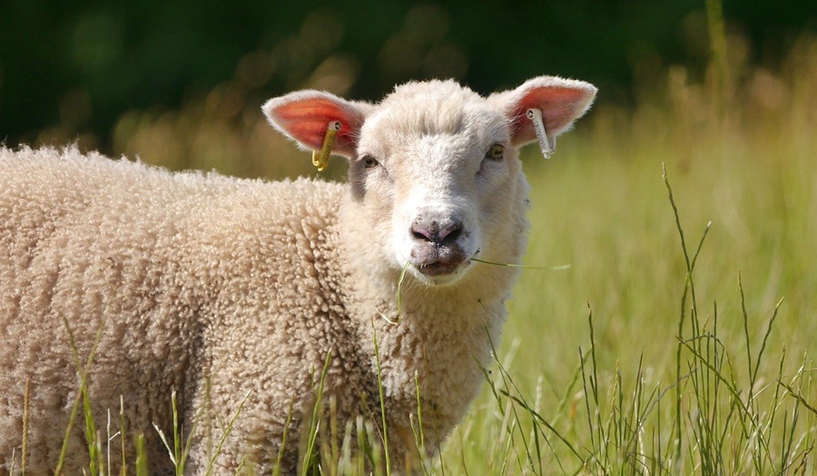 APIA a primit 8.321 cereri de solicitare a sprijinului financiar pentru sectorul de creștere a ovinelor/caprinelor, afectat de fenomene climatice&nbsp;nefavorabile