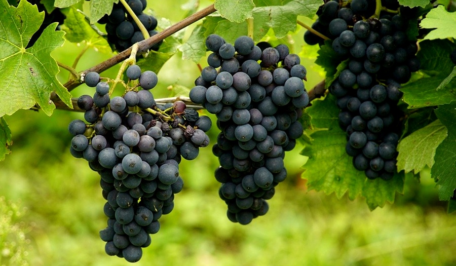 APIA a efectuat plăți de peste 33.8 milioane euro, pentru sectorul&nbsp;vie-vin