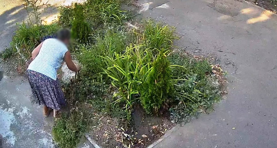 Amendă pentru distrugerea unui arbore decorativ, plantat pe domeniul&nbsp;public