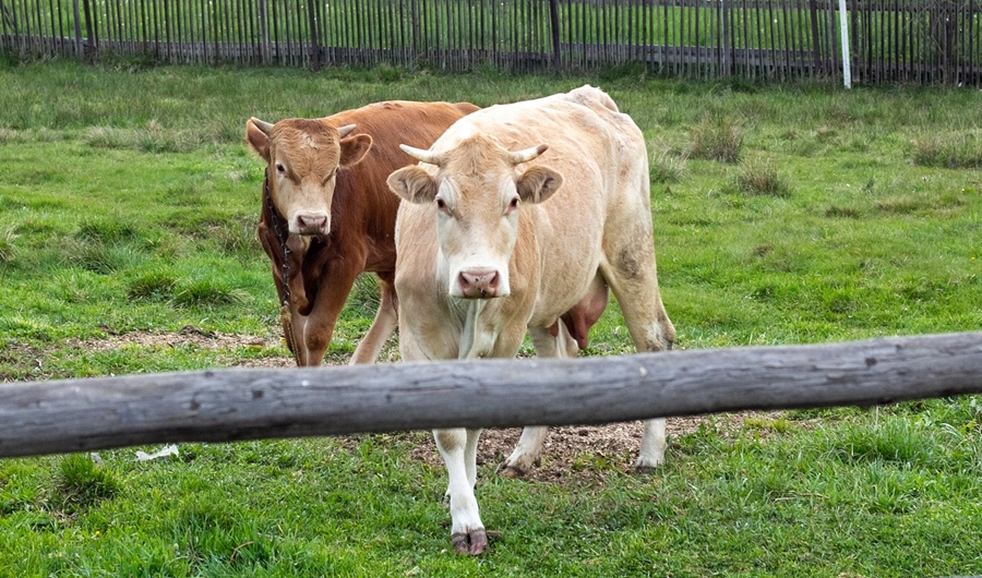 Sprijin financiar în valoare de peste 11,3 milioane lei pentru crescătorii de&nbsp;animale