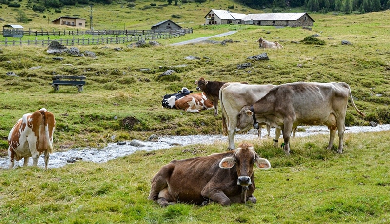 Sprijin financiar în valoare de peste 48,5 milioane lei pentru crescătorii de&nbsp;animale