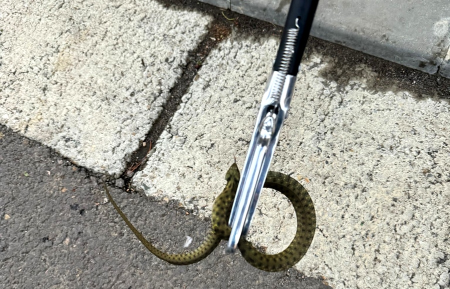 Surpriză terifiantă sub capota unei mașini | Jandarmii brăileni au intervenit&nbsp;prompt