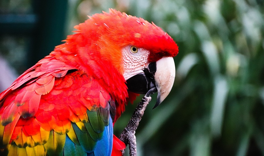 Amendă de 7500 lei, aplicată de comisarii GNM CJ Brăila, pentru un papagal Ara roșu-albastru, specie&nbsp;protejată