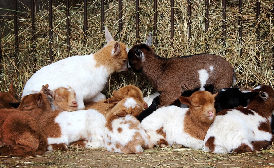 Stadiul primirii de cereri pentru sectorul de creștere a ovinelor/caprinelor, sector afectat de fenomene climatice&nbsp;nefavorabile