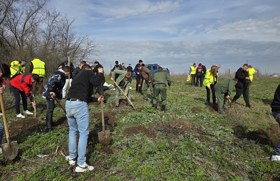 Acțiune de plantare de stejar și frasin la Însurăței, cu ocazia aniversării Zilei Gărzii de&nbsp;Mediu